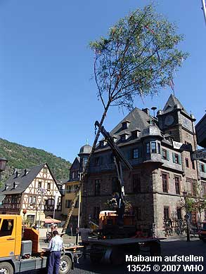 Maibaumstellen auf dem Marktplatz in Oberwesel.